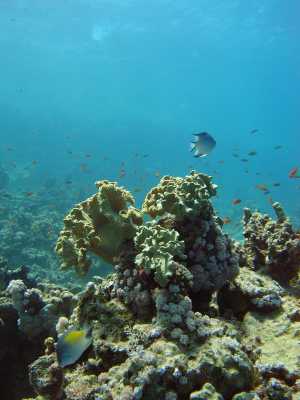 red sea_057.jpg
